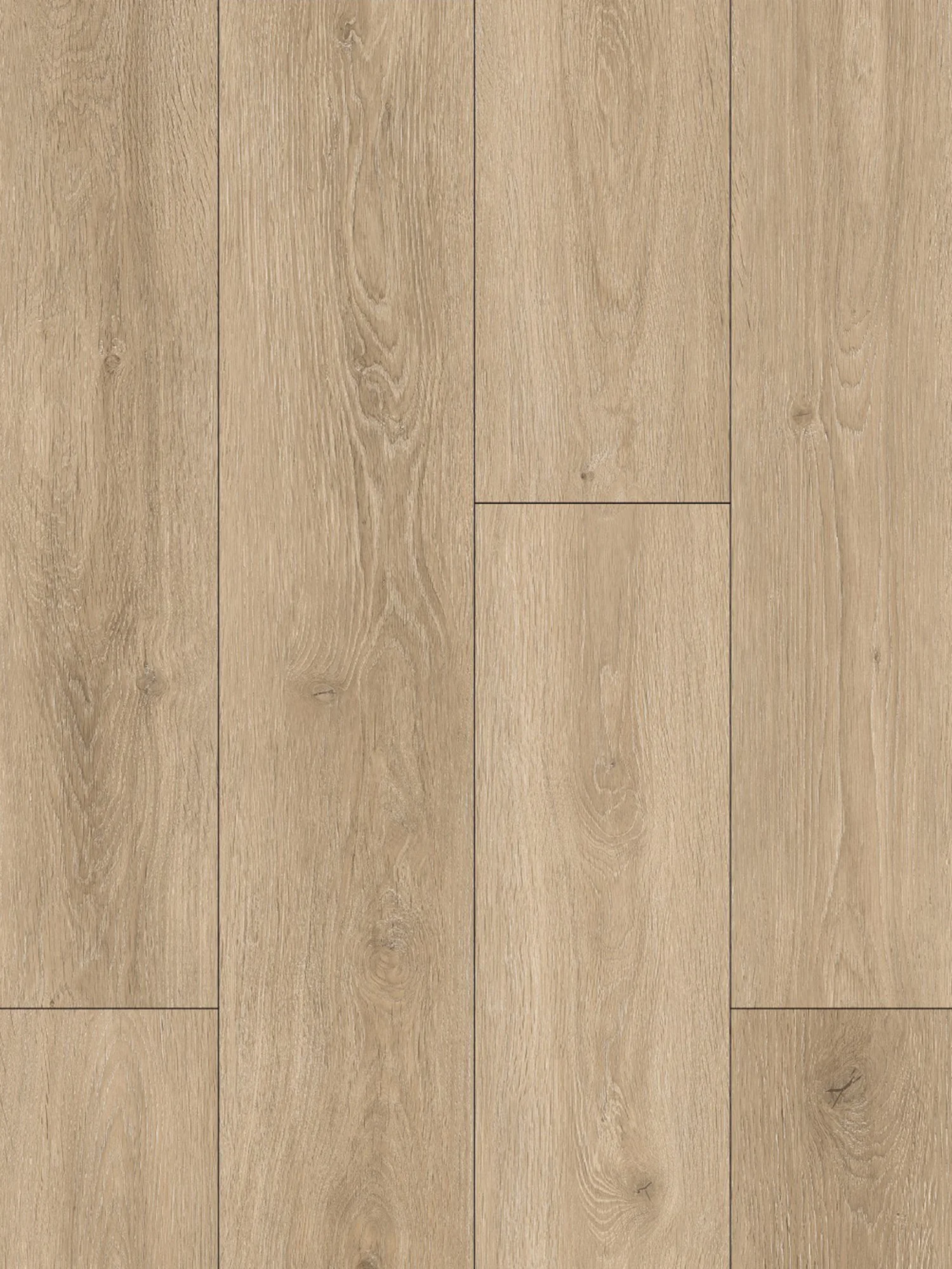 Quercus Collection